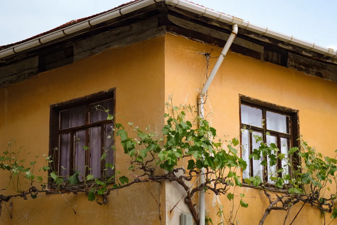 Maison crépie de jaune, fenêtres en bois, vigne grimpante et descente de gouttière à l'angle (Coincy, Aisne)